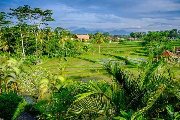 les rizières de Bali II