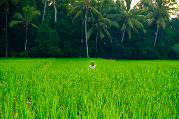 les rizières de bali III