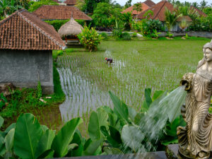 les riziÃ¨res de Bali IV