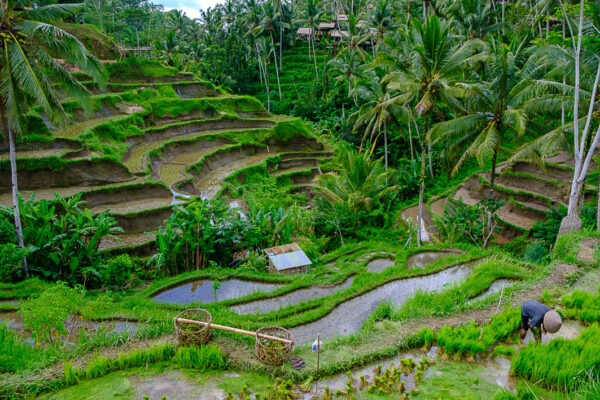 les rizières terrasses de Bali I